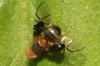 Anomoia purmunda