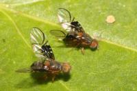 Anomoia purmunda
