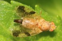 Tephritis bardanae