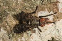 Platystoma lugubre