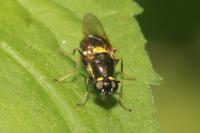 Oxycera leonina