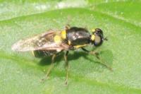 Oxycera leonina