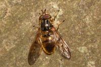 Ferdinandea cuprea