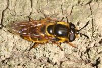 Callicera aurata