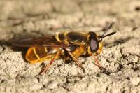 Callicera aurata