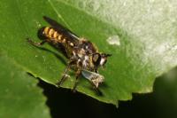 Choerades fimbriata