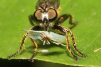 Choerades fimbriata