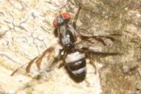 Myennis octopunctata