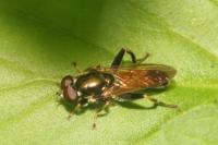 Xylota segnis