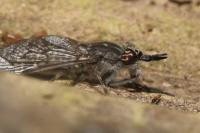 Haematopota pluvialis