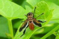 Trichopoda pictipennis