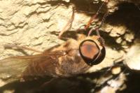 Tabanus sudeticus
