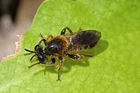 Laphria flava