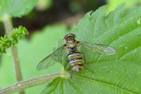 Episyrphus balteatus