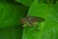 Scathophaga stercoraria