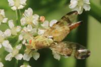Terellia tussilaginis