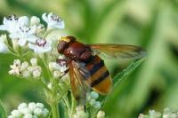Volucella zonaria