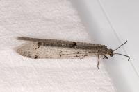 Distoleon tetragrammicus