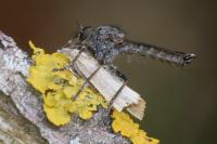 Tolmerus atricapillus