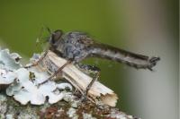 Tolmerus atricapillus