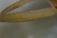Sphaerophoria scripta