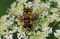 Myathropa florea