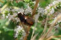 Tachina fera/magnicornis