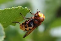 Volucella zonaria