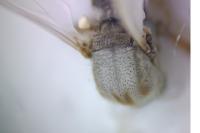 Sphaeromias pictus