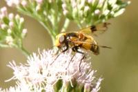 Volucella inflata
