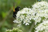 Mesembrina meridiana