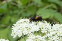 Mesembrina meridiana