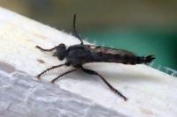 Tolmerus atricapillus