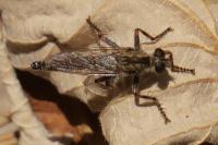 Tolmerus cingulatus