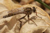 Tolmerus cingulatus