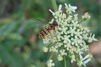 Episyrphus balteatus