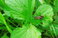 Empis