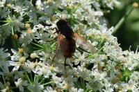 Tachina fera/magnicornis