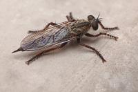 Tolmerus atricapillus
