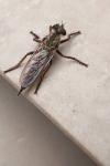 Tolmerus atricapillus