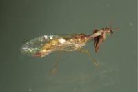 Mantispa styriaca