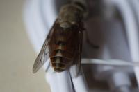 Tabanus eggeri