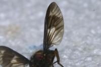 Chrysops