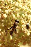 Syritta pipiens