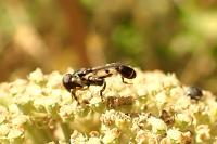 Syritta pipiens