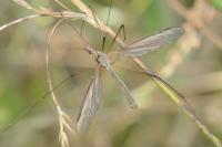 Tipula oleracea