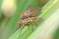 Ilione albiseta