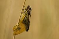 Libelloides longicornis