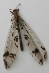 Dendroleon pantherinus