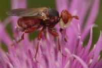 Myopa dorsalis